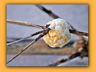 Am Strand von Nymindegab (2).jpg